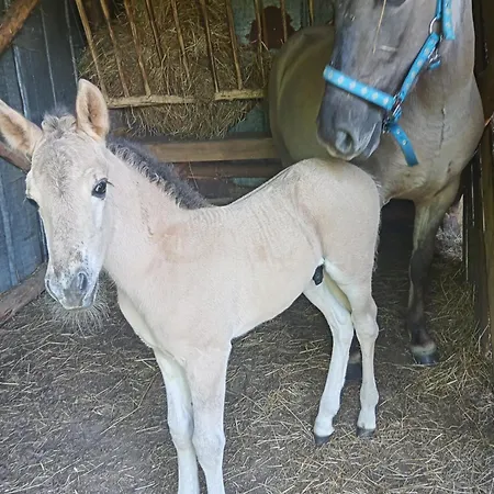 Sudecka Çiftlik konaklama Bystrzyca Kłodzka