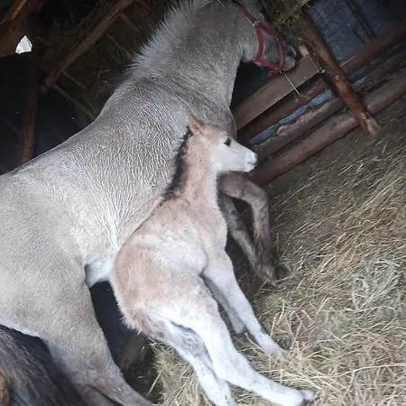 Gospodarstwo agroturystyczne Sudecka