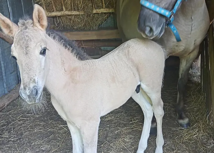 Sudecka Farm stay Bystrzyca Klodzka